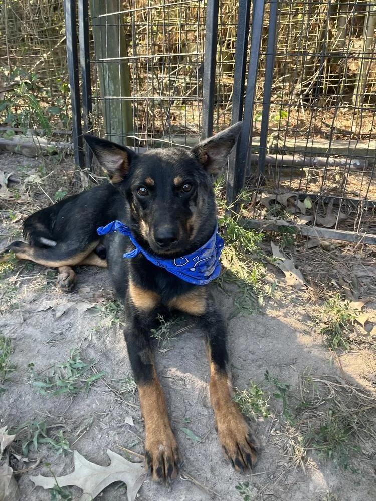 An adult medium-sized male Brown / Chocolate Shepherd dog named Rowdy A for adoption in Silsbee, TX
