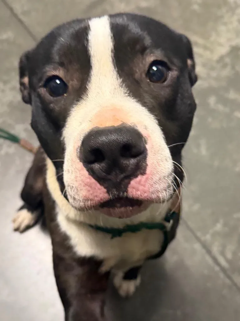 Bosco