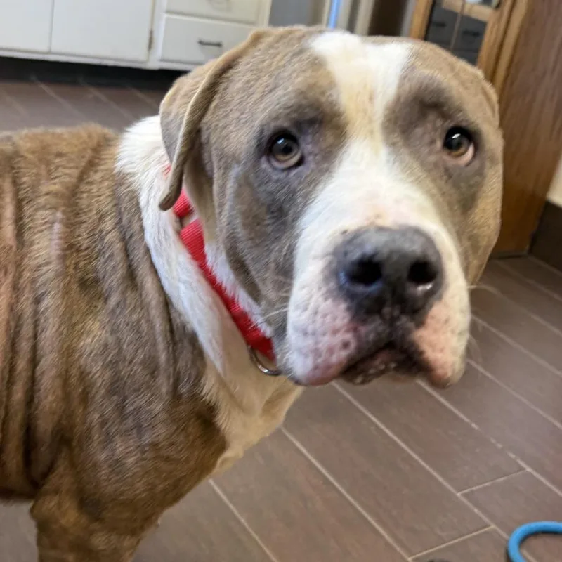 An adult large-sized male Pit Bull Terrier dog named Ricky for adoption in Kansas City, MO