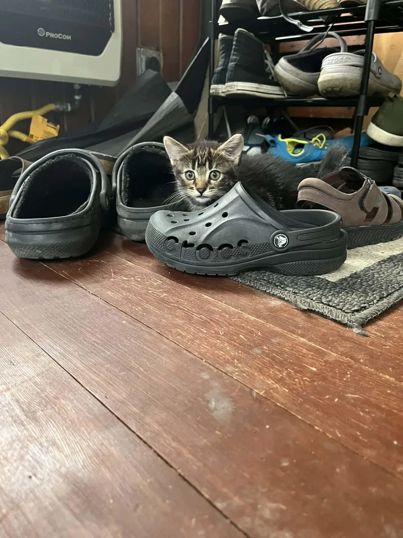 A baby medium-sized female Domestic Medium Hair cat named Kieran for adoption in hinckley, IL