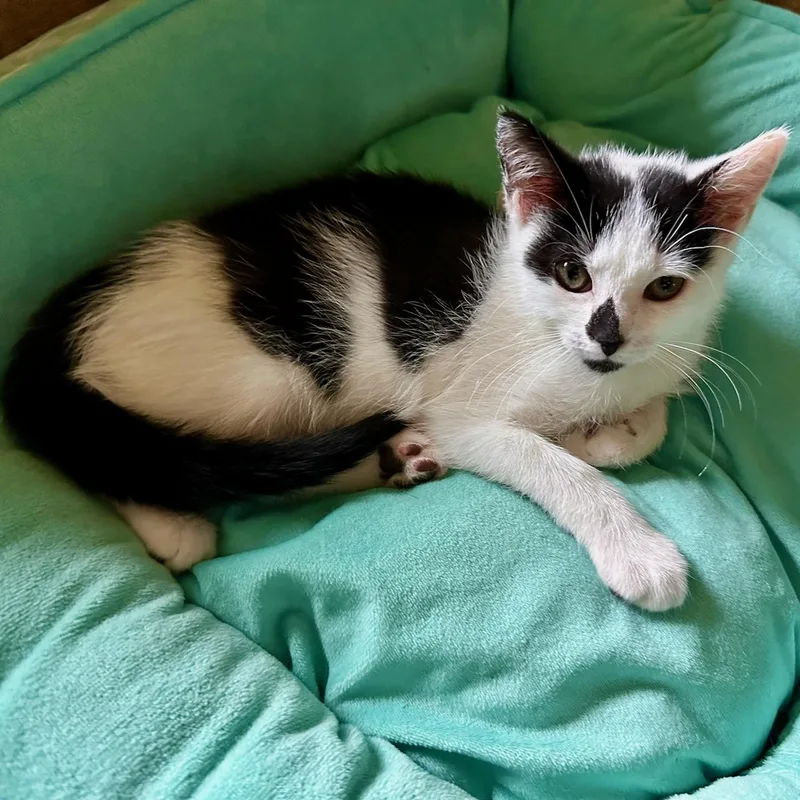 A baby medium-sized female Domestic Short Hair cat named Sephora for adoption in East Brunswick, NJ