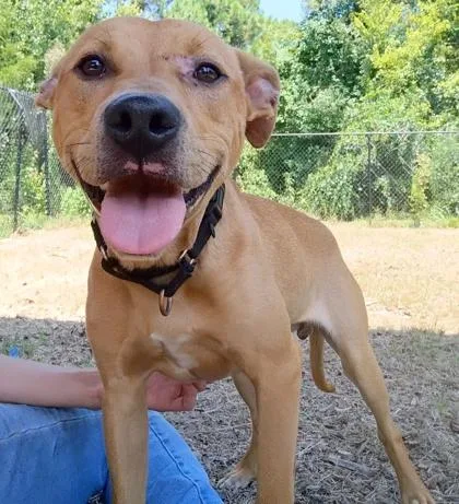 An adult medium-sized male Terrier dog named Garfunkel for adoption in Palm Coast, FL