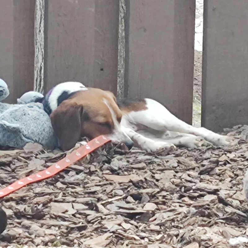 An adult small-sized female Brown / Chocolate Beagle dog named Abby for adoption in Fairfax Station, VA
