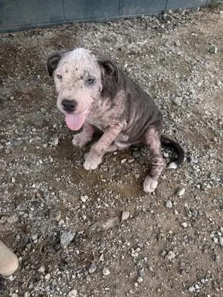 A baby medium-sized male Mixed Breed dog named Blue for adoption in Barnesville, GA