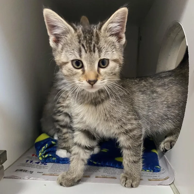 Quintana thumbnail 2