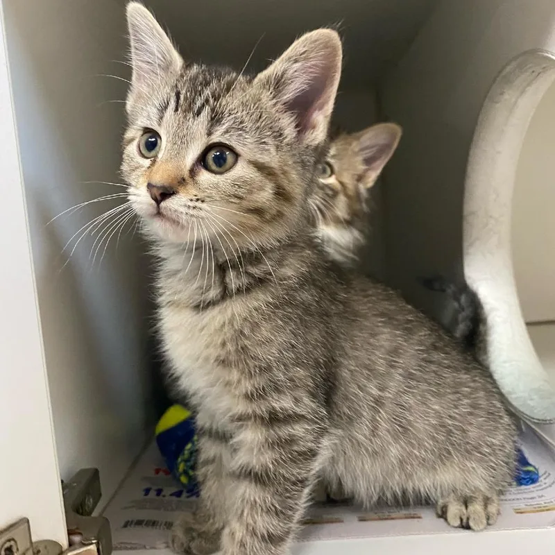 Quintana thumbnail 3