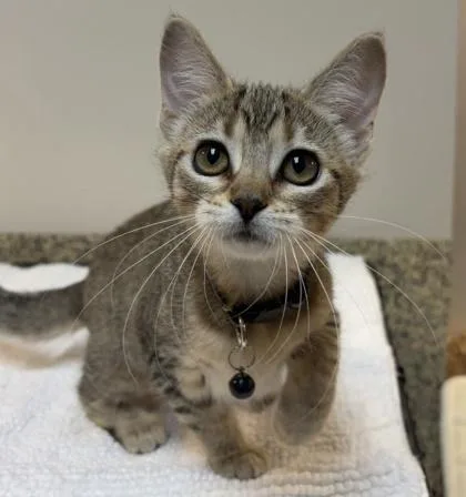 An adult medium-sized female Domestic Short Hair cat named Bunny for adoption in Merriam, KS