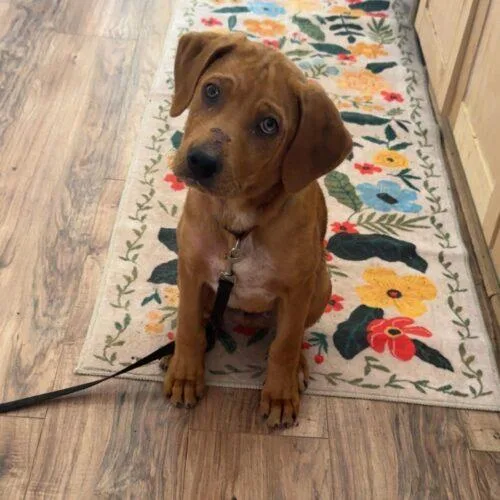 A baby medium-sized male Bicolor Labrador Retriever dog named Fred for adoption in Christiansburg, VA