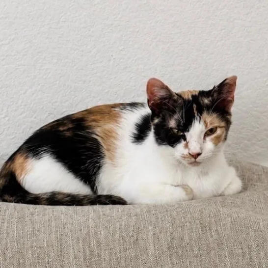 A young medium-sized female Calico cat named Valley for adoption in Pottsboro, TX