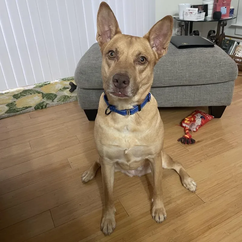 A senior medium-sized female Yellow / Tan / Blond / Fawn Mixed Breed dog named Gia for adoption in Fredericksburg, VA
