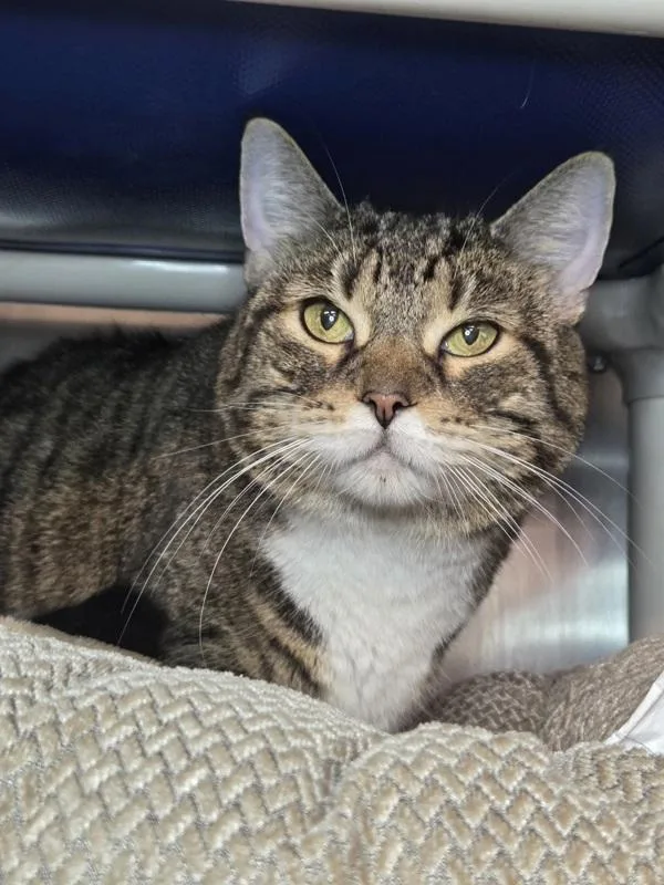 An adult medium-sized female Domestic Short Hair cat named Wonder for adoption in Millersville, MD
