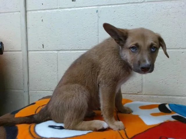 A young medium-sized male German Shepherd Dog dog named Vyke for adoption in Downey, CA