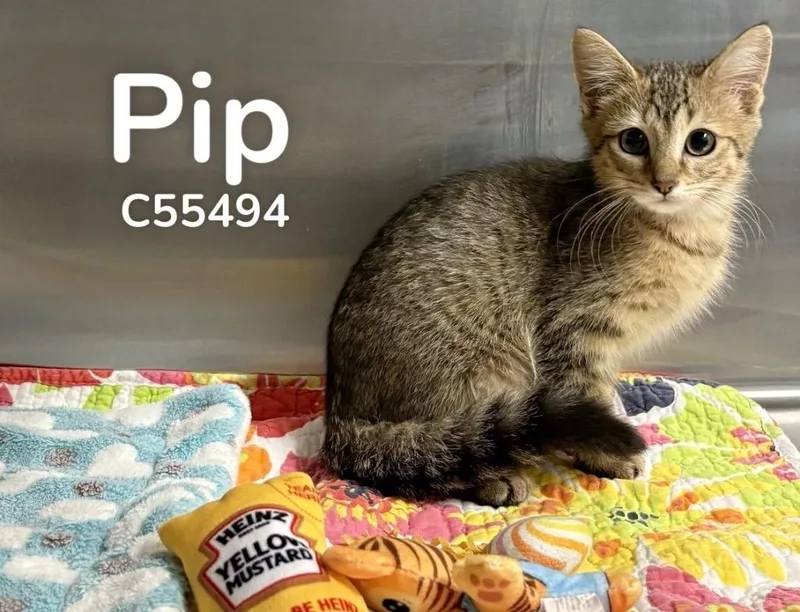 Pip