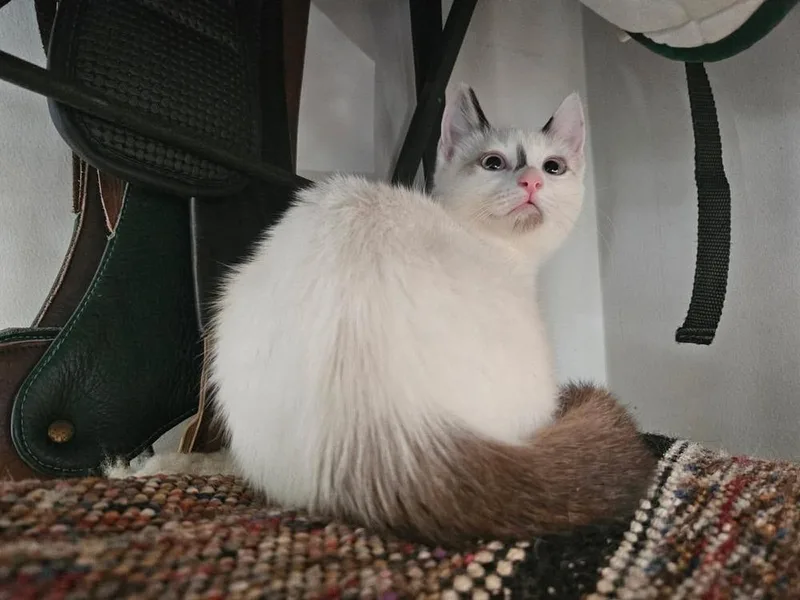 Cassie thumbnail 3