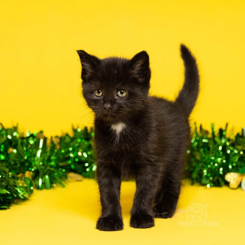 A baby small-sized male Black Domestic Short Hair cat named Waddle's Kieran for adoption in Chantilly, VA