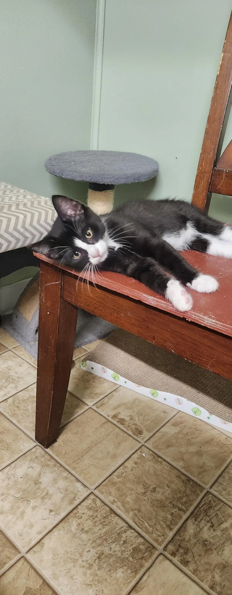 A baby small-sized male Domestic Short Hair cat named Enchilada for adoption in Stover, MO