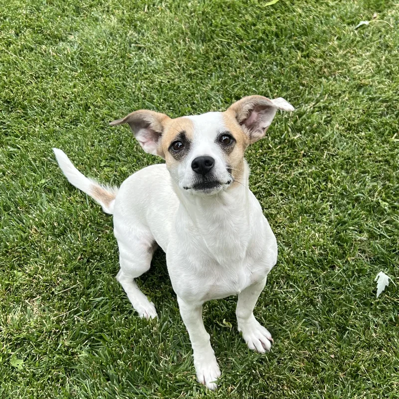 An adult small-sized female White / Cream Chiweenie dog named Sugar for adoption in Flagstaff, AZ