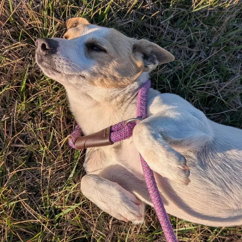 Megaphone thumbnail 2