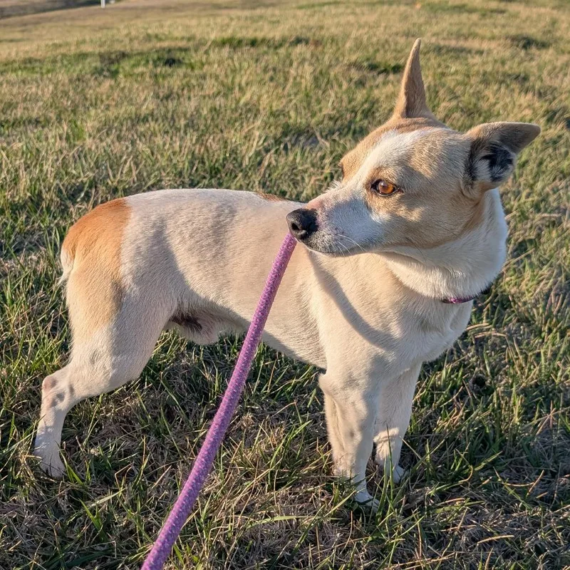 Megaphone thumbnail 4