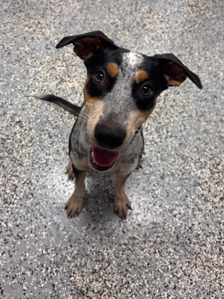 A baby medium-sized female Australian Cattle Dog / Blue Heeler dog named Riley for adoption in Seven Points, TX