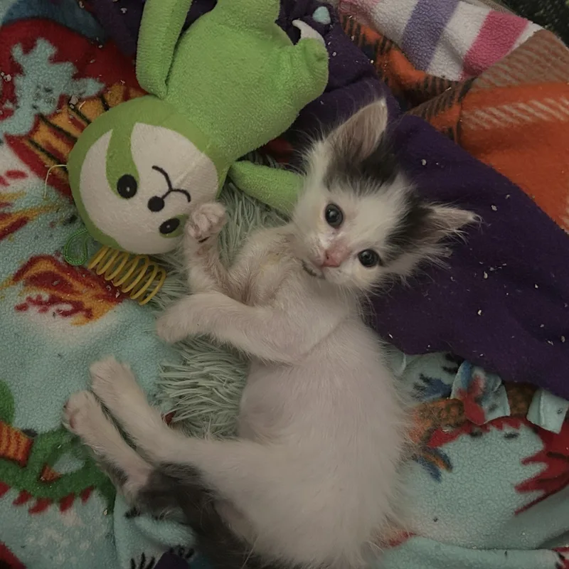 A baby medium-sized female White Domestic Short Hair cat named Micro for adoption in West Jefferson, OH