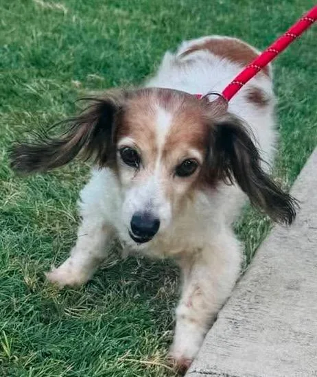 A senior medium-sized female Dachshund dog named DaiseyMae for adoption in West Bloomfield, MI