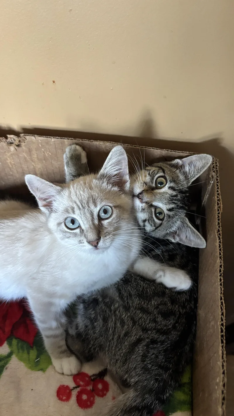 A baby small-sized female Siamese cat named Chance and Madoc for adoption in Melrose, MA