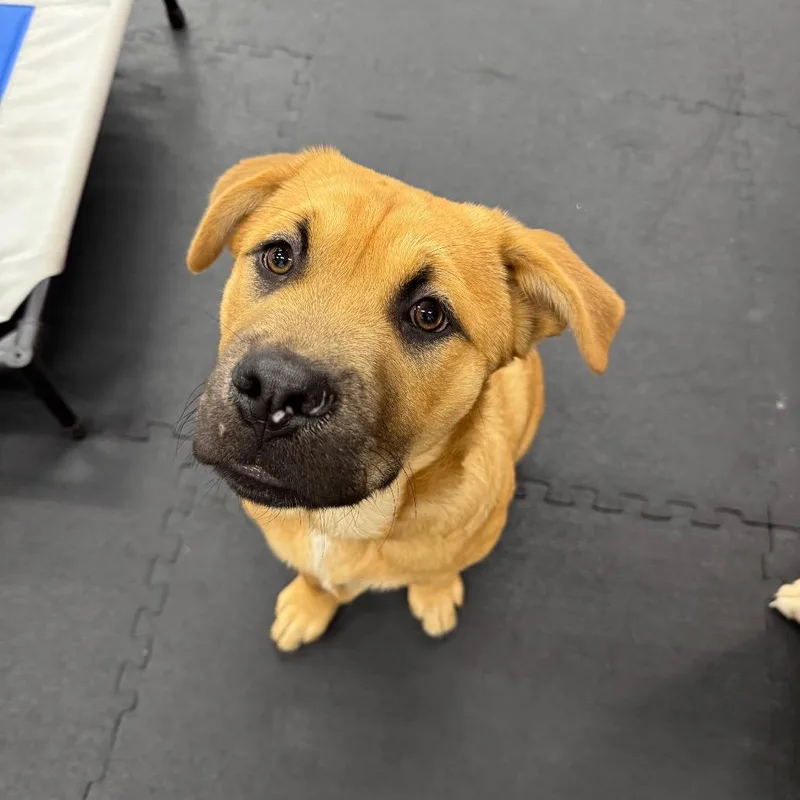 A young medium-sized male Apricot / Beige Chow Chow dog named Potato for adoption in North Bend, OR