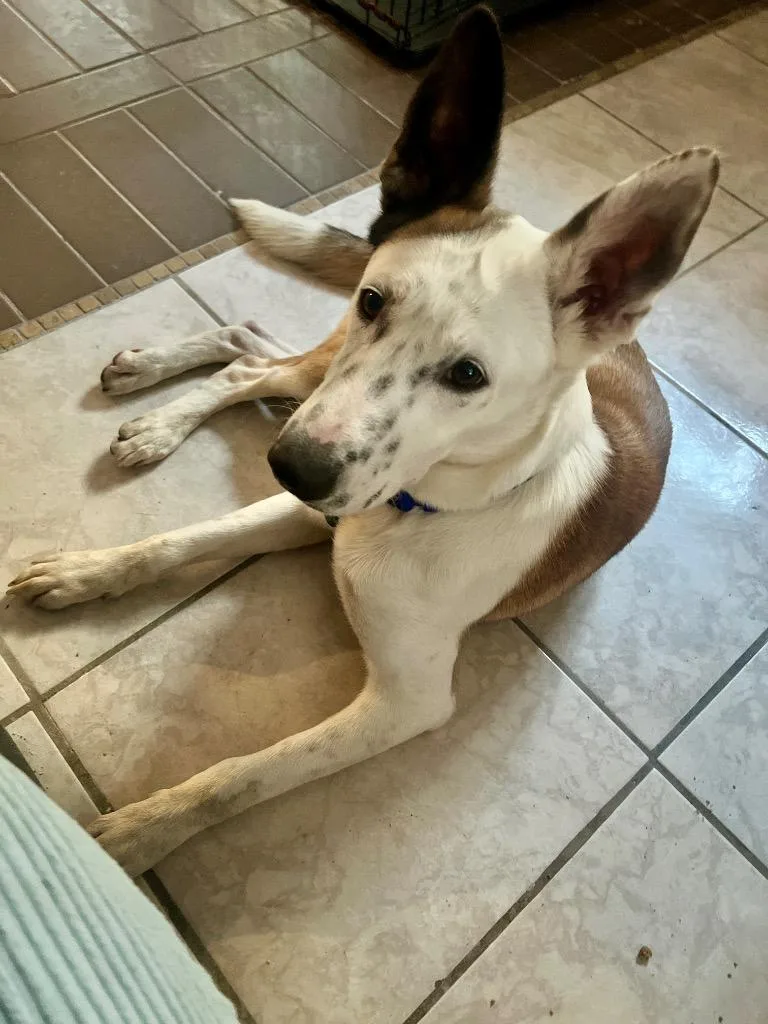 Dakota Peach thumbnail 2