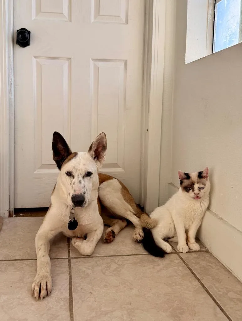 Dakota Peach thumbnail 3