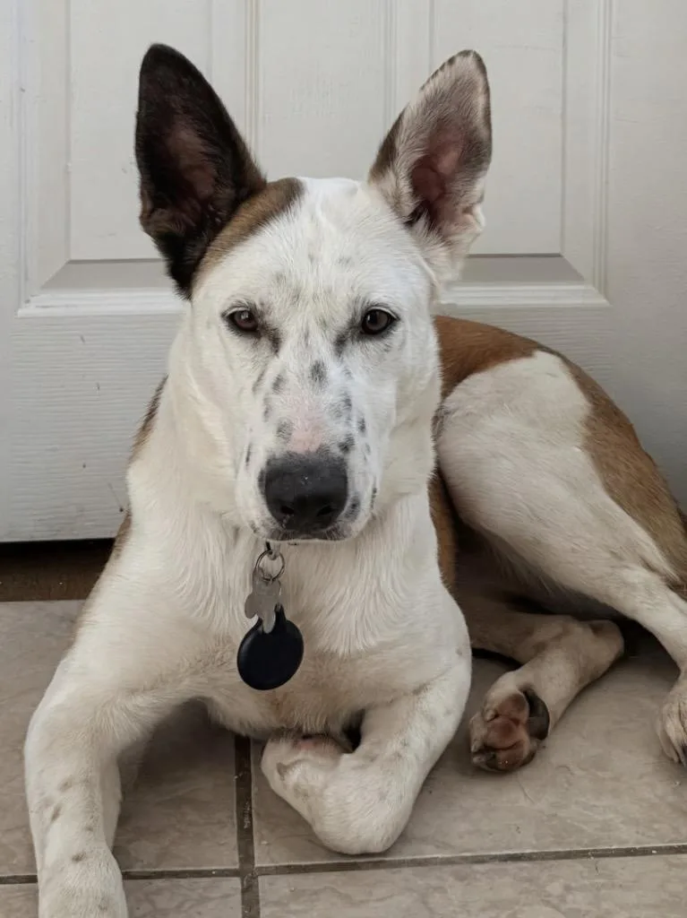 Dakota Peach thumbnail 4