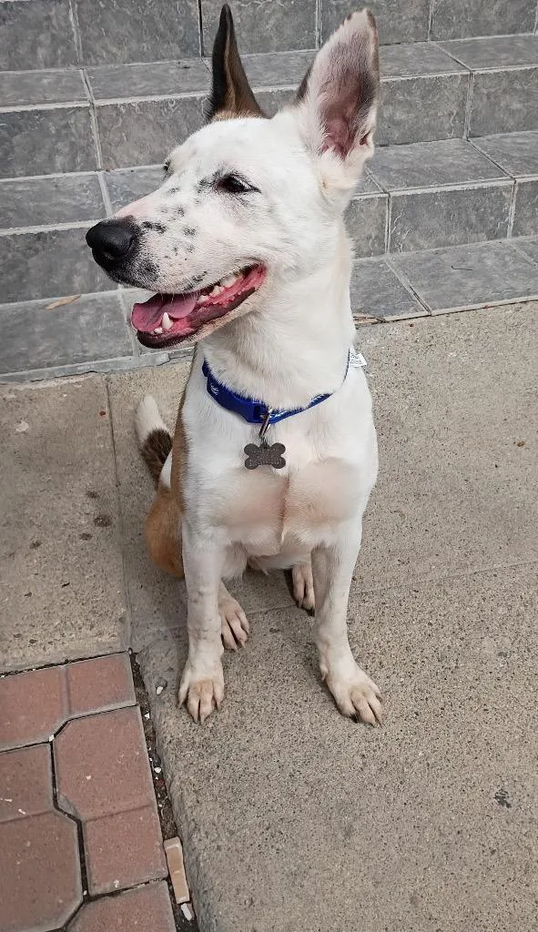 Dakota Peach thumbnail 5