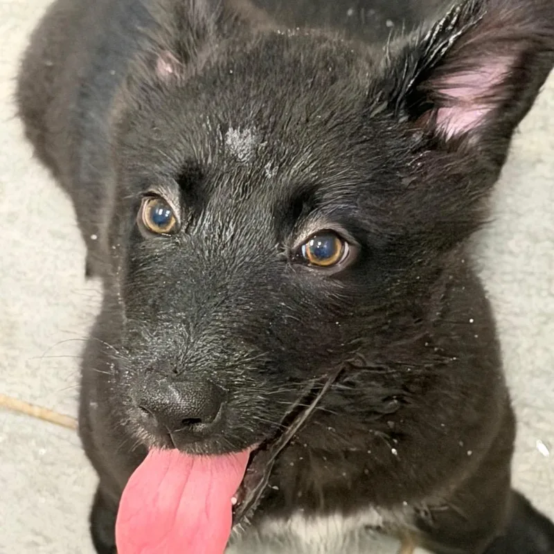 A baby medium-sized female Black Shepherd dog named Peaches for adoption in Wellington, FL