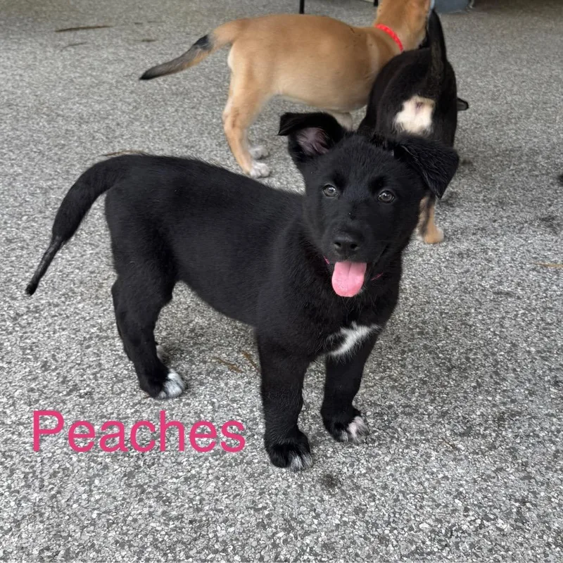 Peaches thumbnail 4