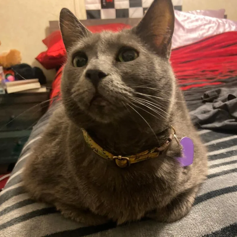 An adult large-sized female Gray / Blue / Silver Domestic Short Hair cat named Jade for adoption in Reno, NV