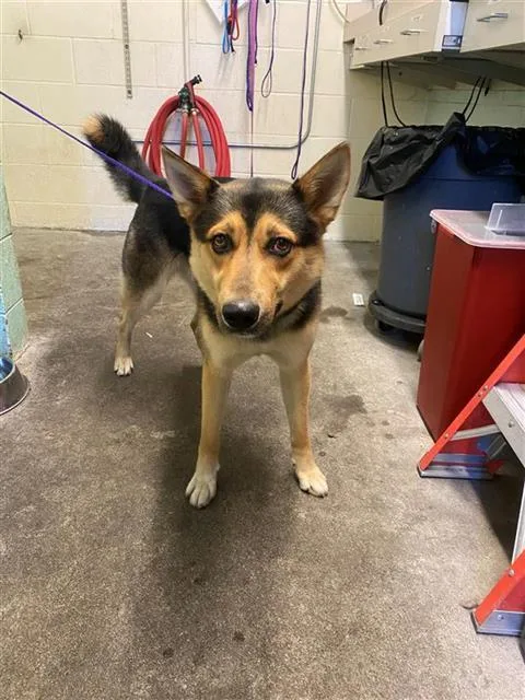 An adult large-sized male German Shepherd Dog dog named Anakin for adoption in Sacramento, CA