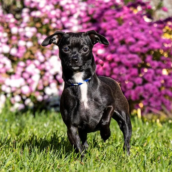 A young small-sized female Chihuahua dog named Cookie for adoption in Council Bluffs, IA