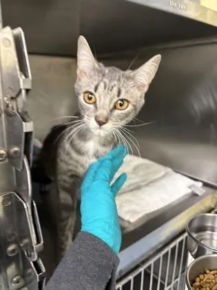 A young small-sized female Domestic Short Hair cat named Polly for adoption in Bellevue, WA
