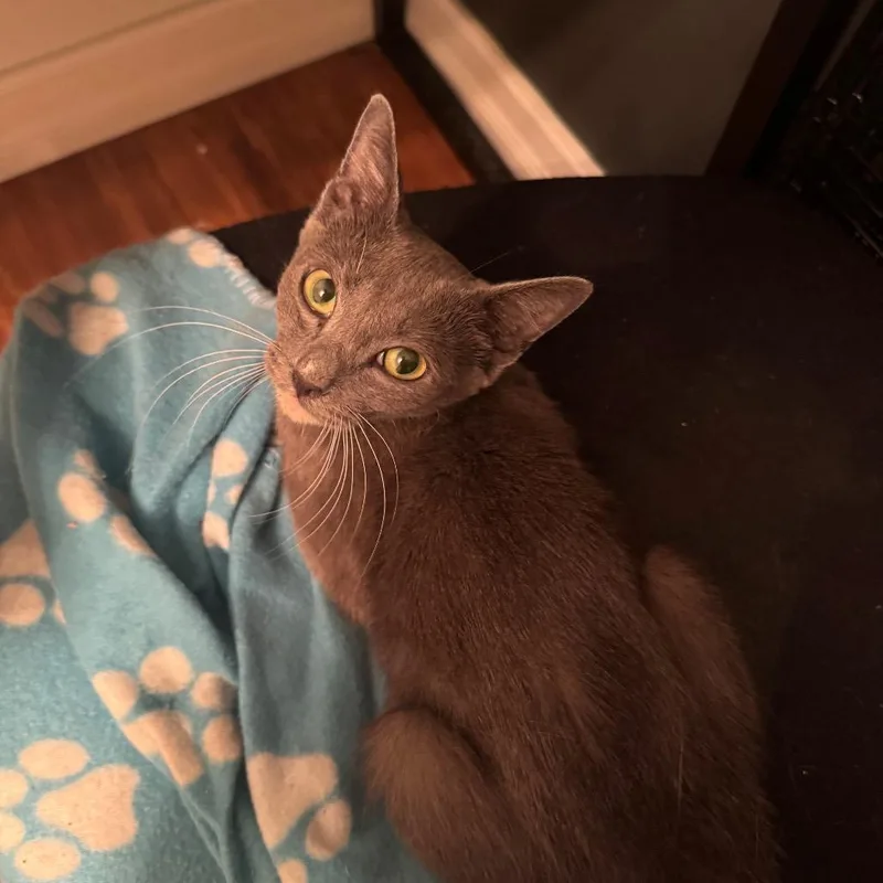 A young medium-sized female Gray / Blue / Silver Domestic Short Hair cat named Vanilla for adoption in Hamburg, NY