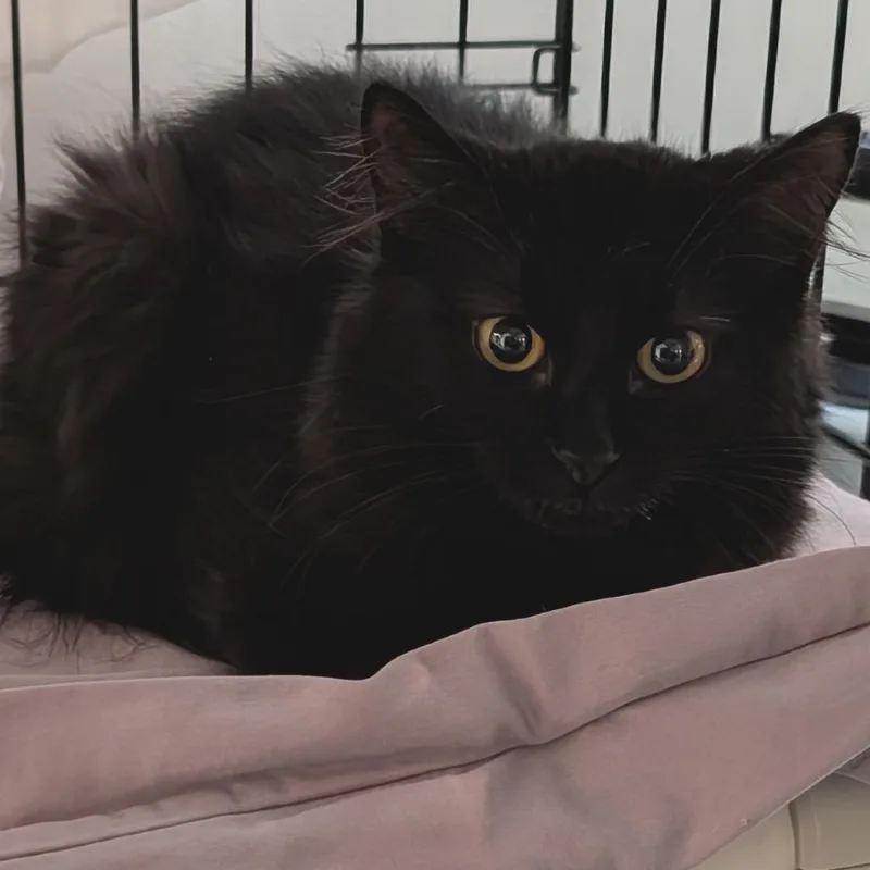 A baby small-sized female Black Domestic Long Hair cat named Reynolds for adoption in Hopkinton, MA