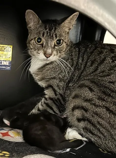 A young medium-sized female Domestic Short Hair cat named Shadow for adoption in San Luis Obispo, CA