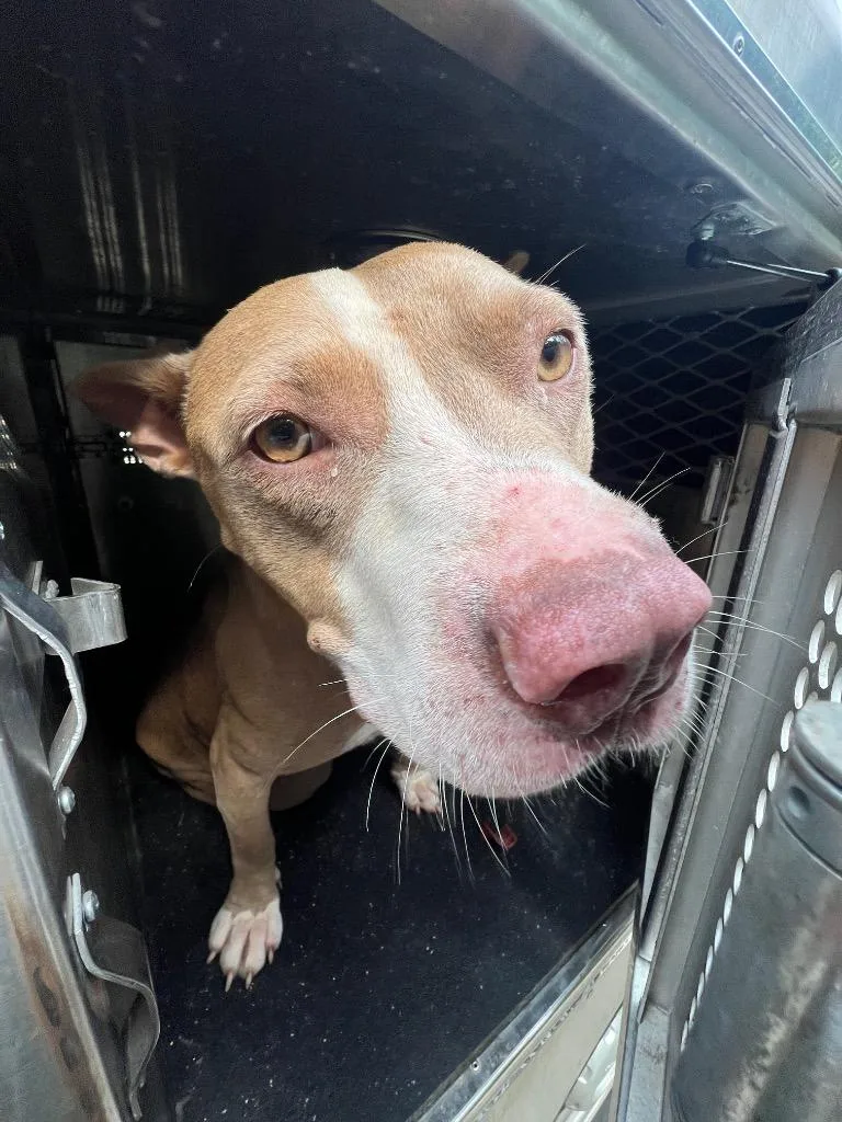 A young medium-sized male Mixed Breed dog named Phillip for adoption in Rome, GA