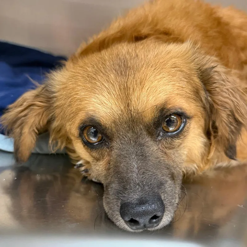 An adult small-sized male Yellow / Tan / Blond / Fawn Mixed Breed dog named Bruno for adoption in Winston-Salem, NC
