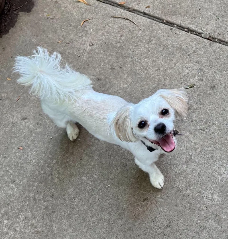 Rex
