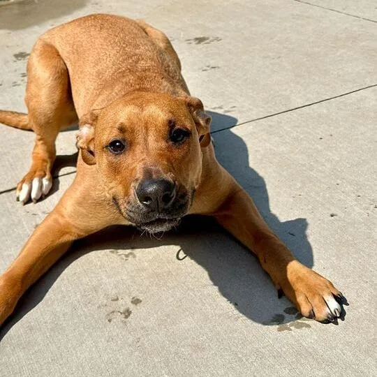 A young large-sized male Yellow / Tan / Blond / Fawn Mixed Breed dog named Ugo for adoption in Matteson, IL