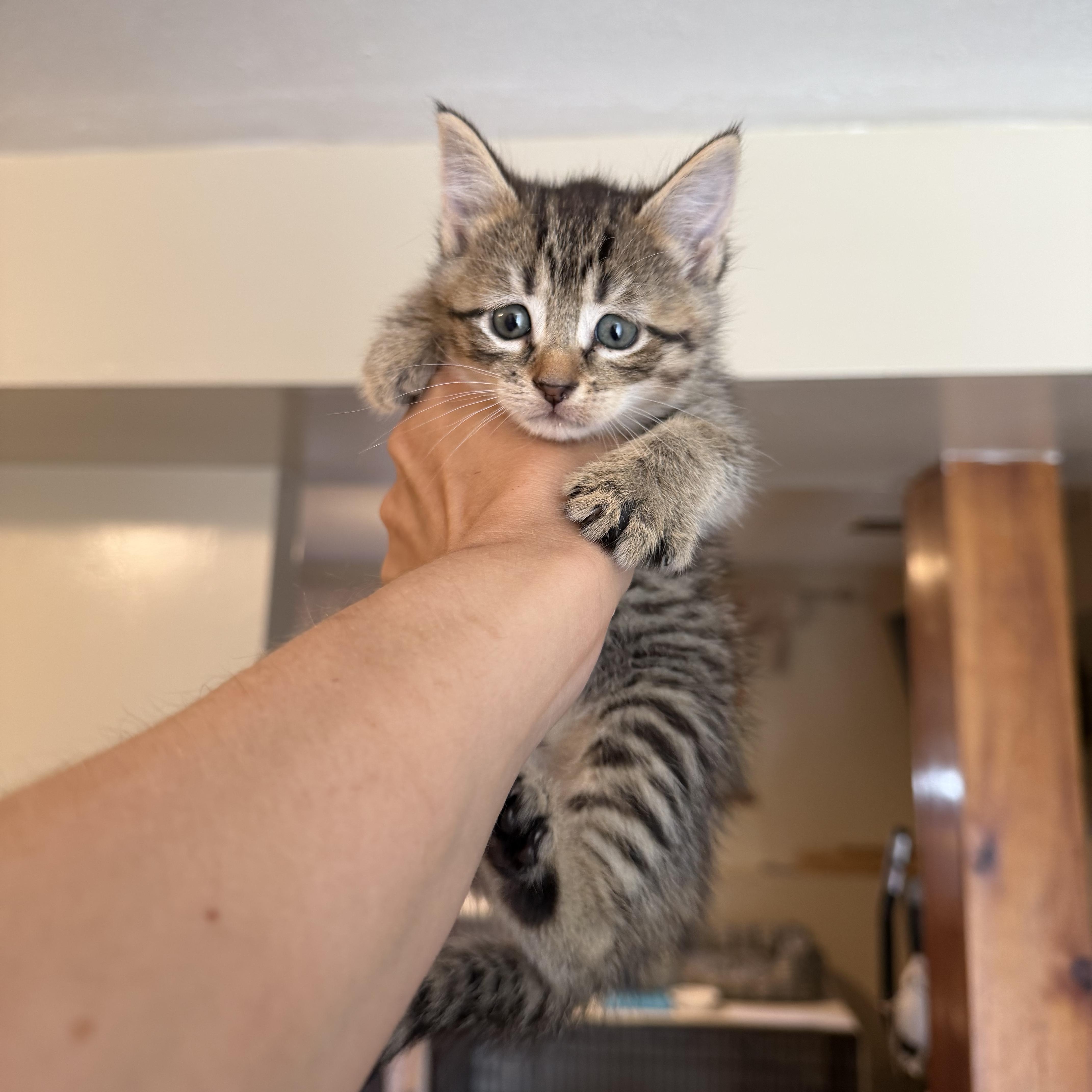 A baby small-sized female Tabby (Brown / Chocolate) Domestic Short Hair cat named Cherry for adoption in Lindenhurst, NY