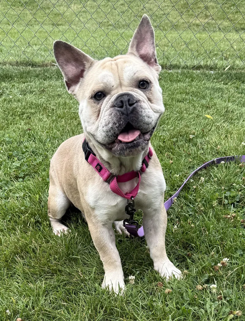 An adult small-sized male Yellow / Tan / Blond / Fawn Pug dog named Boba for adoption in Grayslake, IL