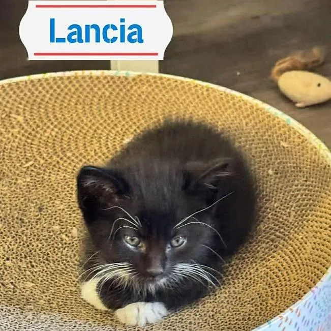 Lancia