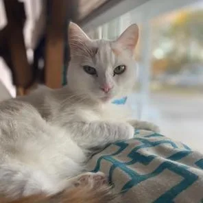 A senior medium-sized female Calico Domestic Short Hair cat named Battie for adoption in SNOW HILL, NC