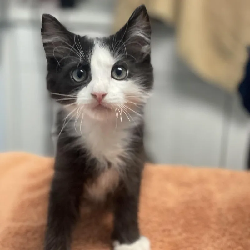 A baby small-sized male Black Domestic Medium Hair cat named Sunsweet for adoption in Riverside, CA